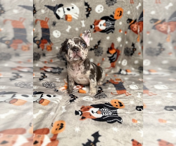 Medium Photo #1 French Bulldog Puppy For Sale in HAVERHILL, MA, USA