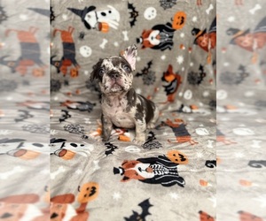 French Bulldog Puppy for sale in HAVERHILL, MA, USA