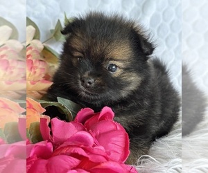 Pomeranian Puppy for sale in ROCK STREAM, NY, USA