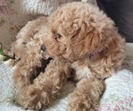 Puppy 2 Goldendoodle mix (+ Poodle Miniature)