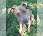 Small American Staffordshire Terrier