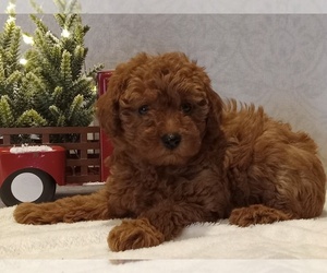 Poodle (Toy) Puppy for sale in MILFORD, IN, USA