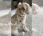 Small #9 Poodle (Toy)