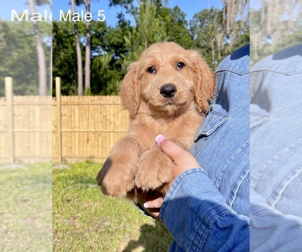 Medium Photo #12 Goldendoodle Puppy For Sale in OCALA, FL, USA
