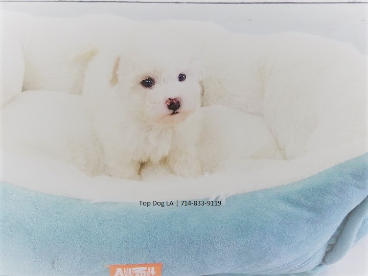 Medium Photo #1 Maltipoo-Unknown Mix Puppy For Sale in LA MIRADA, CA, USA