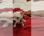Small Photo #1 Boston Terrier Puppy For Sale in BRKN ARW, OK, USA