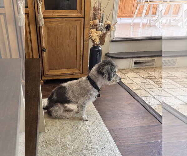 Medium Photo #6 Poodle (Miniature)-Unknown Mix Puppy For Sale in Rockaway, NJ, USA