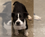Small Mutt