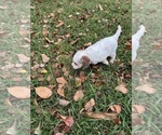 Small Photo #17 Bernedoodle (Miniature) (+ Poodle Miniature) Puppy For Sale in TRAVELERS REST, SC, USA