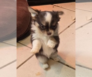 Chihuahua Puppy for sale in OCALA, FL, USA