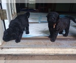 Small Chinese Shar-Pei-Poodle (Standard) Mix