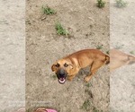 Small #12 Catahoula Leopard Dog