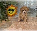 Small Photo #7 Poodle (Toy) Puppy For Sale in WINSTON SALEM, NC, USA