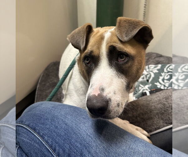 Medium Photo #2 Mutt Puppy For Sale in Rohnert Park, CA, USA