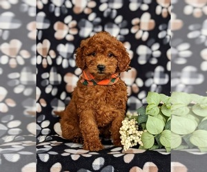 Goldendoodle (Miniature) Puppy for sale in COCHRANVILLE, PA, USA