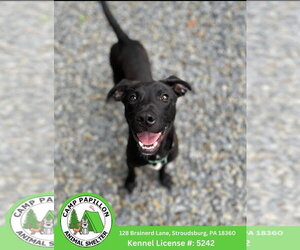 Mutt Dogs for adoption in Stroudsburg, PA, USA