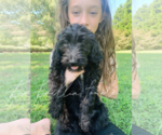 Small Photo #16 Goldendoodle Puppy For Sale in FORT MILL, SC, USA