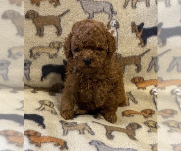 Medium Photo #6 Poodle (Toy) Puppy For Sale in WINSTON SALEM, NC, USA
