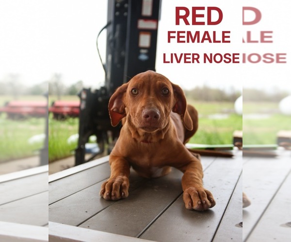 Medium Photo #1 Rhodesian Ridgeback Puppy For Sale in HIGHLANDS, TX, USA