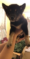 Shiba Inu Puppy for sale in SWEDESBORO, NJ, USA