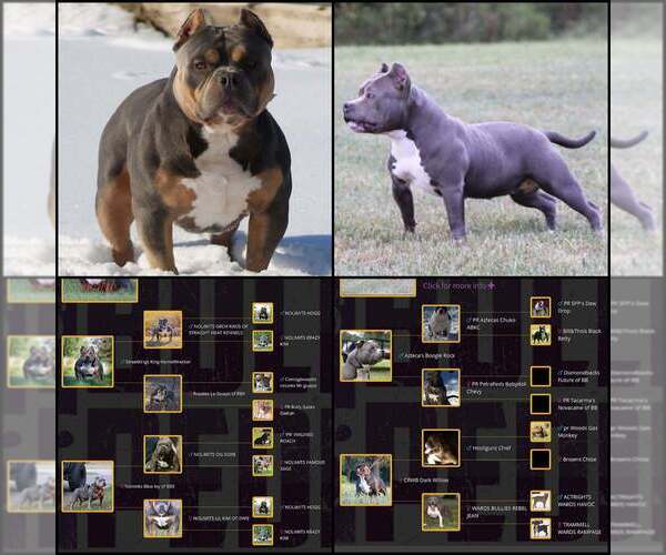 Medium Photo #8 American Bully Puppy For Sale in BILLINGS, MO, USA