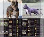 Small Photo #8 American Bully Puppy For Sale in BILLINGS, MO, USA