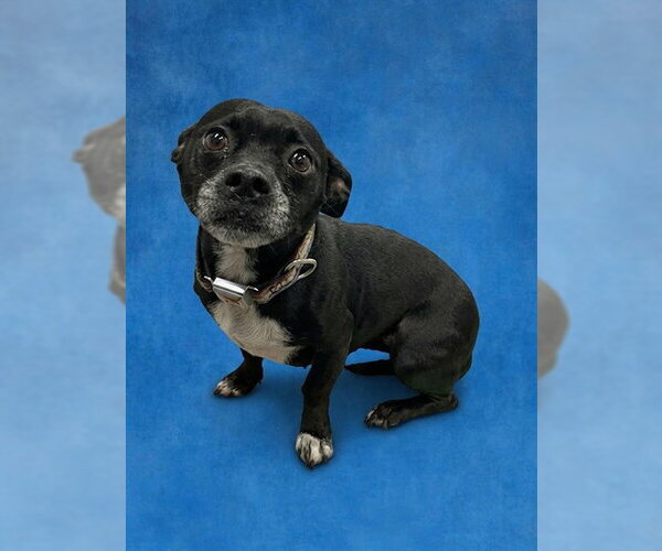 Medium Photo #1 Mutt Puppy For Sale in Peoria, IL, USA
