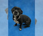 LADY - Female Mutt Dog for Adoption - Small photo