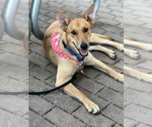 Medium Photo #4 Mutt Puppy For Sale in Minneapolis, MN, USA