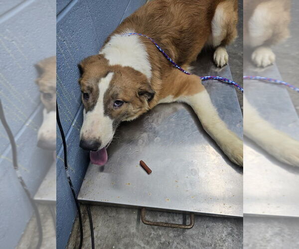 Medium Photo #3 Border Saint Puppy For Sale in Evansville, IN, USA