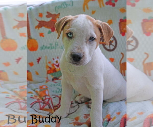 Medium Photo #5 American Pit Bull Terrier-Unknown Mix Puppy For Sale in Wakefield, RI, USA