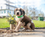 Small Photo #23 Saint Bernard Puppy For Sale in WEST FARMINGTON, OH, USA