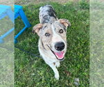 Small Photo #4 Australian Shepherd Puppy For Sale in Evansville, IN, USA