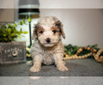 Small #1 Cavapoo (Miniature)