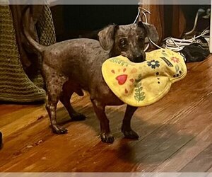 Dachshund-Unknown Mix Dogs for adoption in Erie, MI, USA