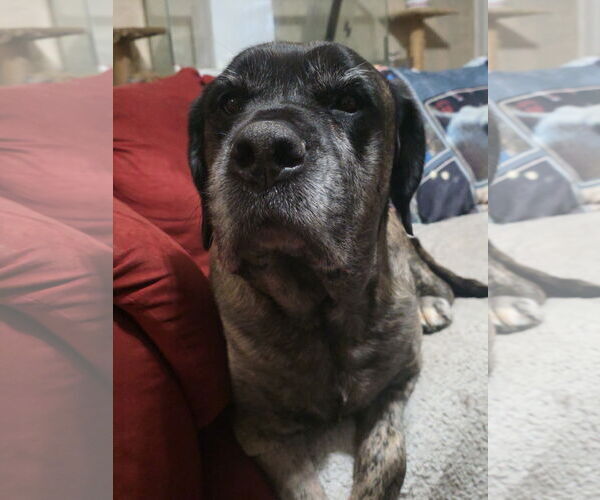 Medium Photo #1 American Staffordshire Terrier-Mastiff Mix Puppy For Sale in Holly Springs, NC, USA