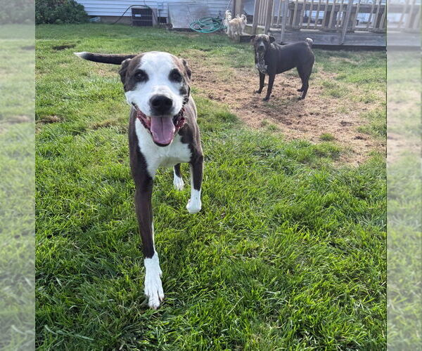 Medium Photo #6 American Bulldog-Labrador Retriever Mix Puppy For Sale in Canton, CT, USA