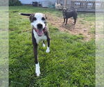 Small #5 American Bulldog-Labrador Retriever Mix