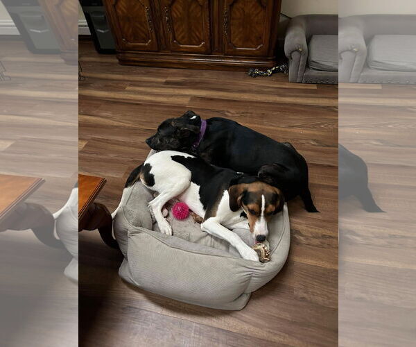 Medium Photo #27 Mutt Puppy For Sale in Woodbury, NY, USA