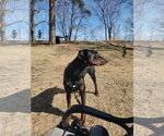 Small #7 Doberman Pinscher
