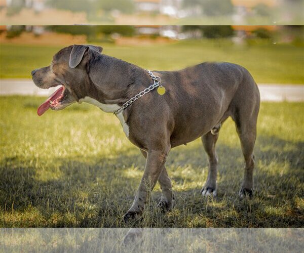 Medium Photo #7 Bulldog-Staffordshire Bull Terrier Mix Puppy For Sale in Chandler, AZ, USA