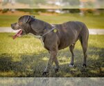 Small #6 Bulldog-Staffordshire Bull Terrier Mix