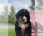 Small #2 Bernedoodle (Miniature)