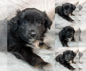 Miniature Australian Shepherd Puppy for sale in BROOKER, FL, USA