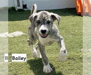 Catahoula Leopard Dog-Great Pyrenees Mix Dogs for adoption in GILBERTS, IL, USA