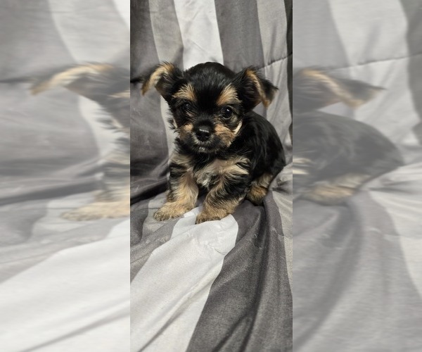 Medium Photo #2 Yorkshire Terrier Puppy For Sale in HUNTSVILLE, AL, USA