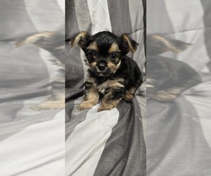 Medium Yorkshire Terrier