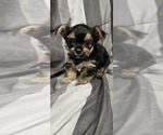 Puppy Tinker Yorkshire Terrier