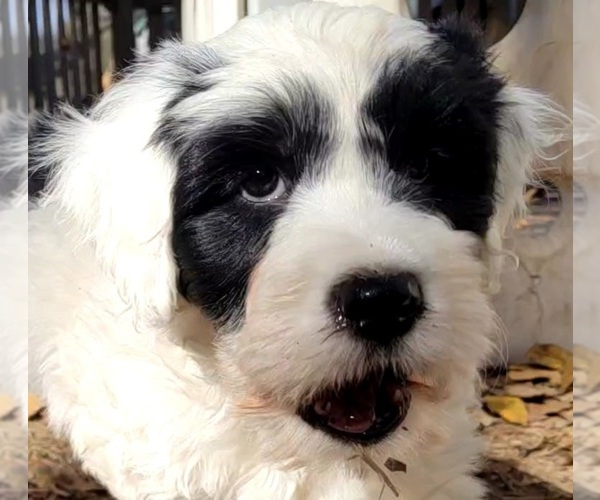 Medium Photo #2 Portuguese Water Dog Puppy For Sale in MURFREESBORO, TN, USA