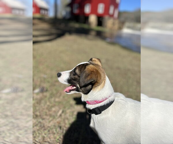Medium Photo #2 Jack Russell Terrier-Unknown Mix Puppy For Sale in Milner, GA, USA